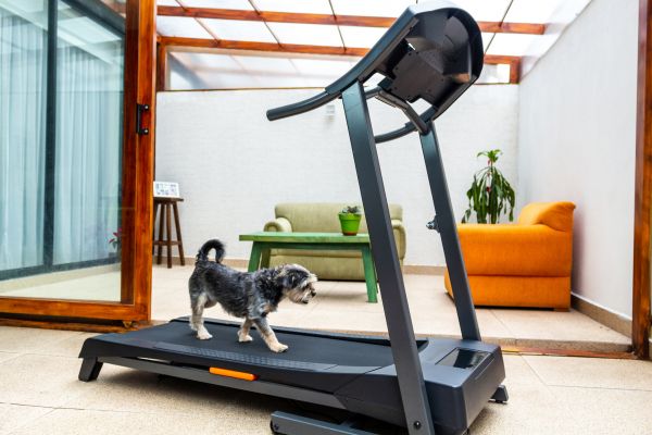 Cost of Treadmill Installation in Monroe