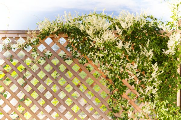 Cost of Lattice Repair in Monroe